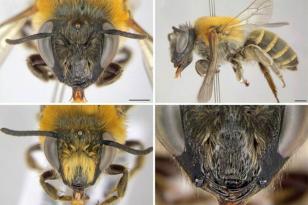 Uma nova espécie de abelha foi descoberta pelo Departamento de Ciências Biológicas da Universidade Estadual do Centro Oeste (Unicentro). A professora Maria Luisa Tunes Buschini descobriu a espécie no Parque Municipal das Araucárias, em Guarapuava. Após seis anos de pesquisa, a identificação representa um avanço na compreensão da fauna local